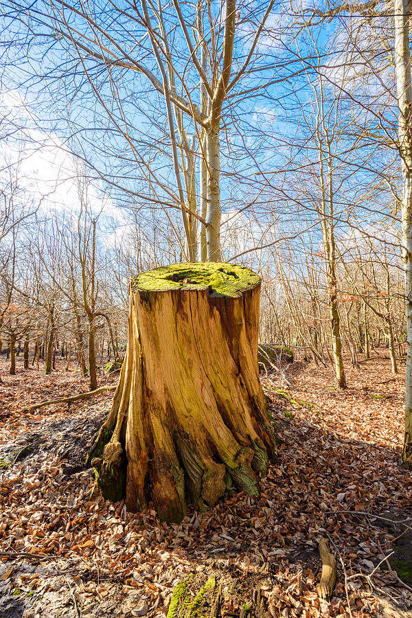 Large Tree Stump Photograph by Roy Pedersen