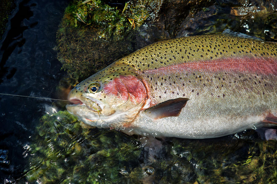 Large Trout in Battle Photograph by Thomas Baker - Fine Art America