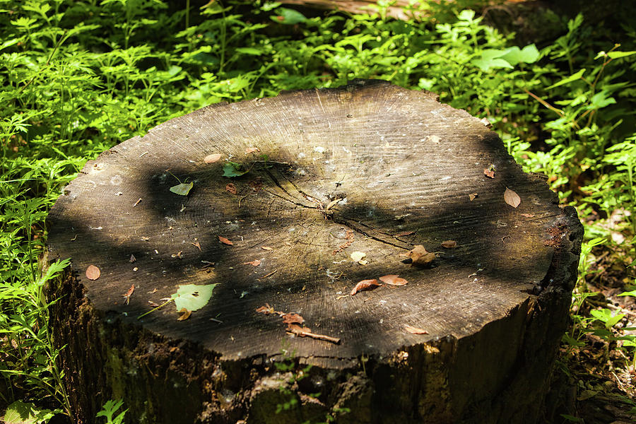 Large Trunk in Woods Photograph by Walt Stoneburner - Fine Art America