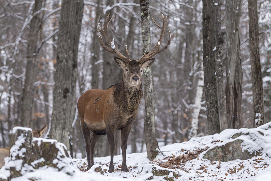 Large Wapiti in a forest in winter Photograph by Josef Pittner