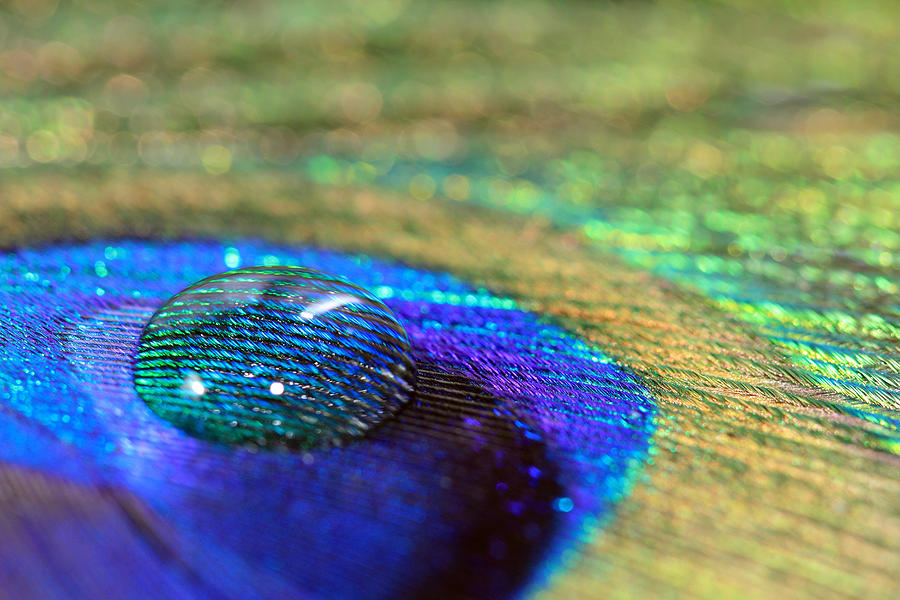 Large Water Drop on a Feather Photograph by Angela Murdock