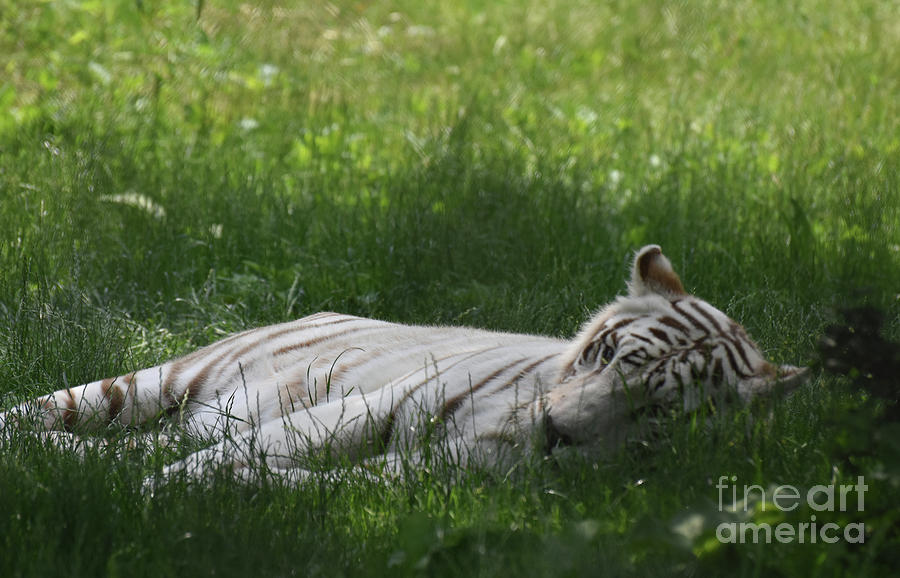 Large White Bengal Tiger Laying in the Grass Photograph by DejaVu Designs