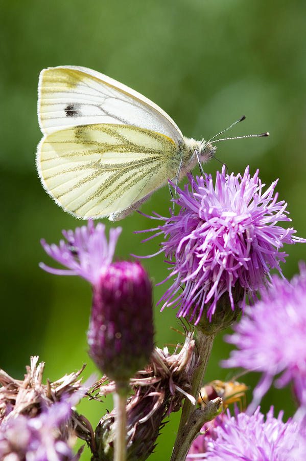 Large White Butterfly   Pieris Brassicae  Photograph by Chris Smith