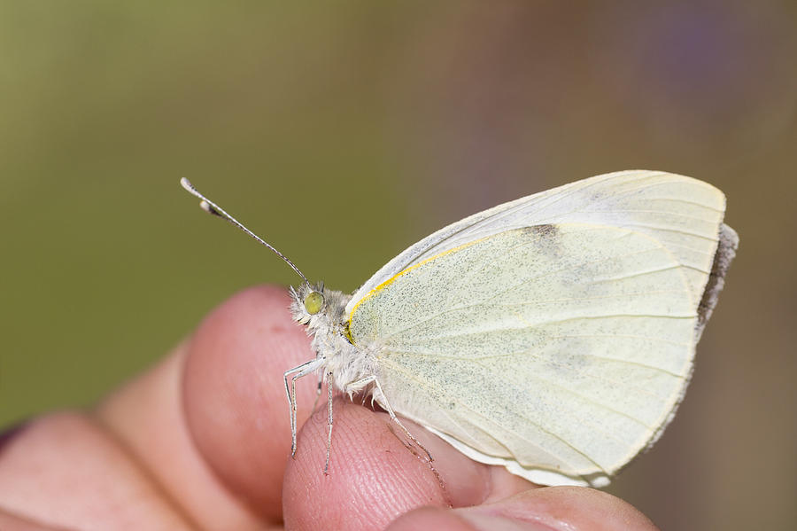 Large White  Photograph by Chris Smith