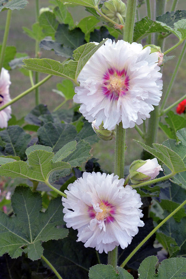 Large white flowers in the garden Photograph by Oana Unciuleanu | Fine ...