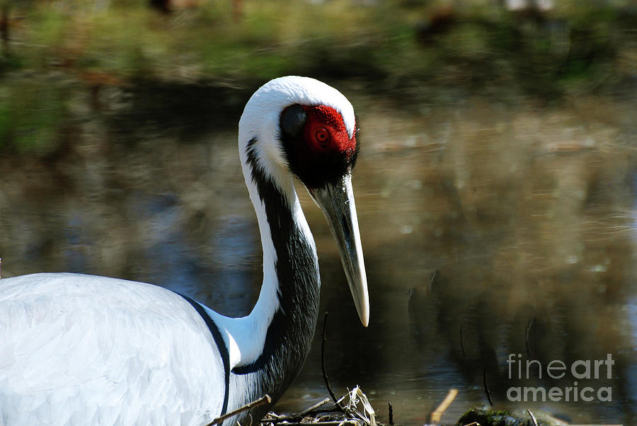 Large White Naped Crane with Amazing Markings Photograph by DejaVu Designs