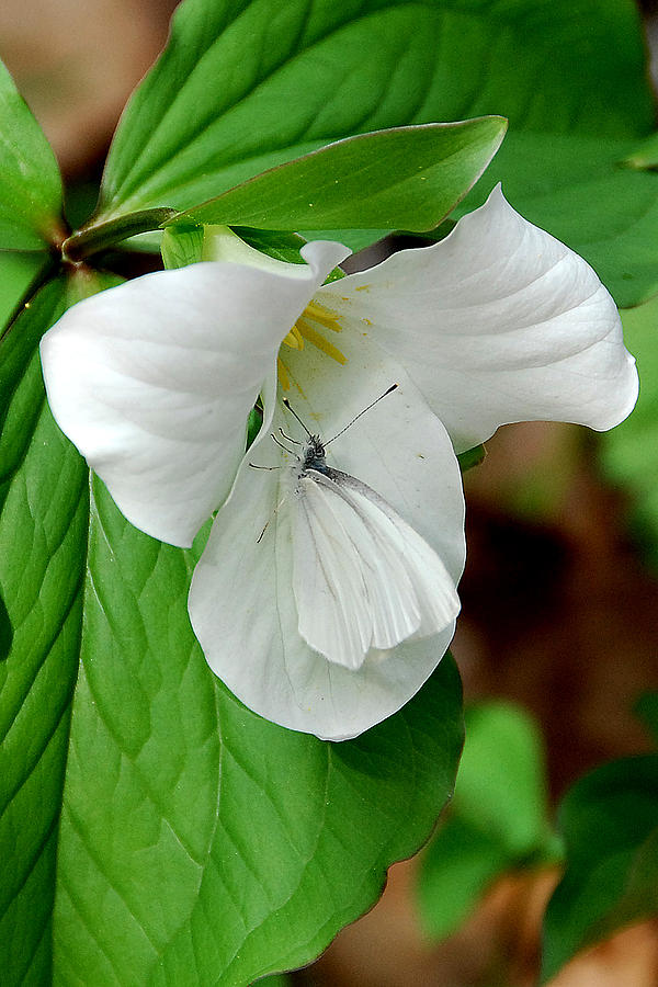 Large White Trillium and Butterfly Photograph by Alan Lenk