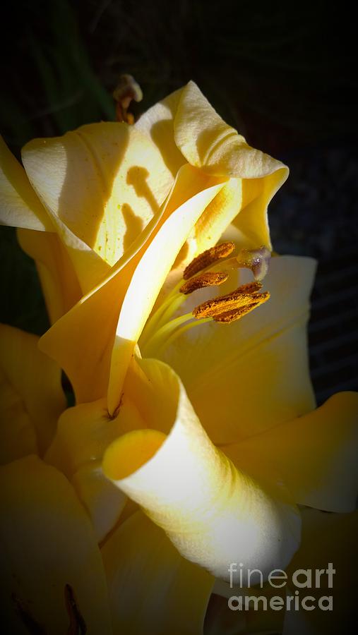 Large Yellow Amaryllis Photograph by Delynn Addams