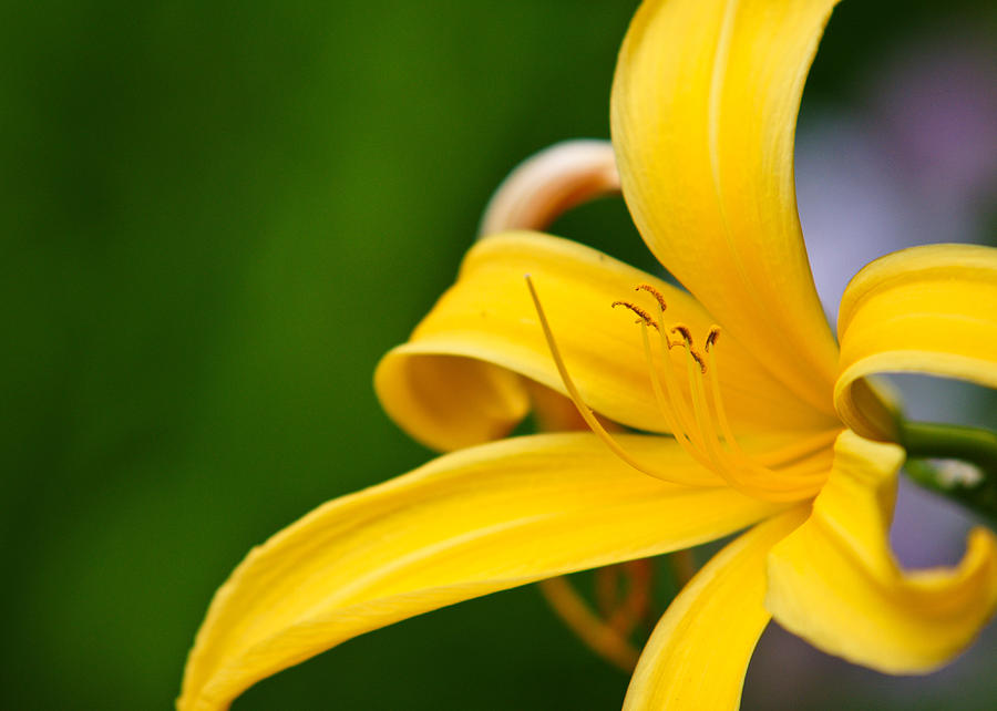 Large Yellow Flower Photograph by Edward Myers