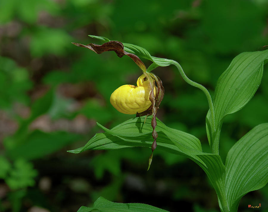 Large Yellow Lady Slipper Orchid DSPF0248 Photograph by Gerry Gantt
