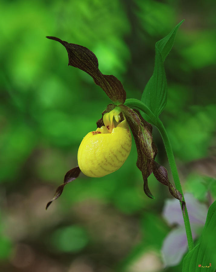 Large Yellow Lady Slipper Orchid Dspf0249 Photograph