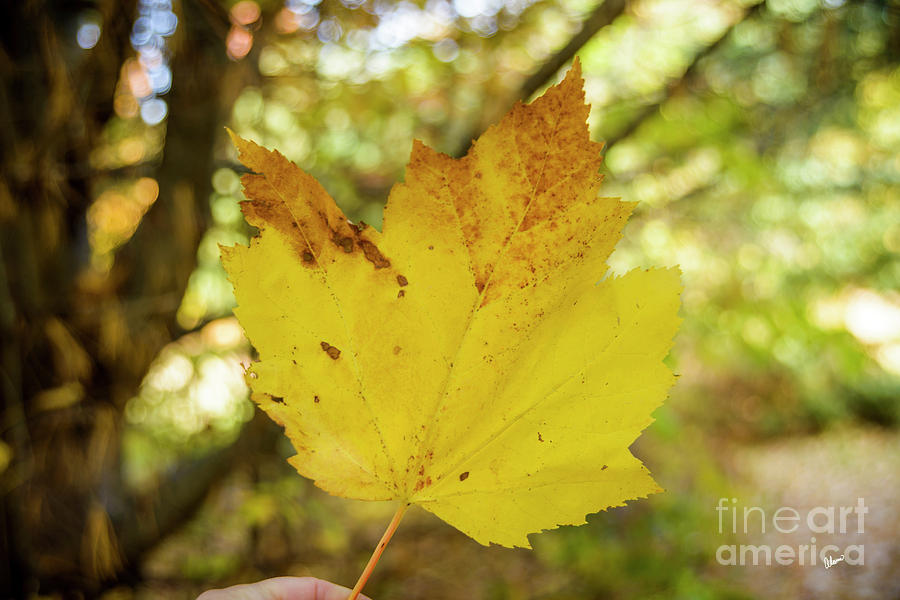 Large Yellow Leaf Photograph by Alana Ranney