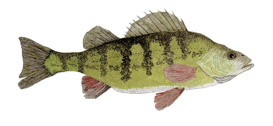 Large Yellow Perch by Thom Glace Large Yellow Perch by Thom Glace