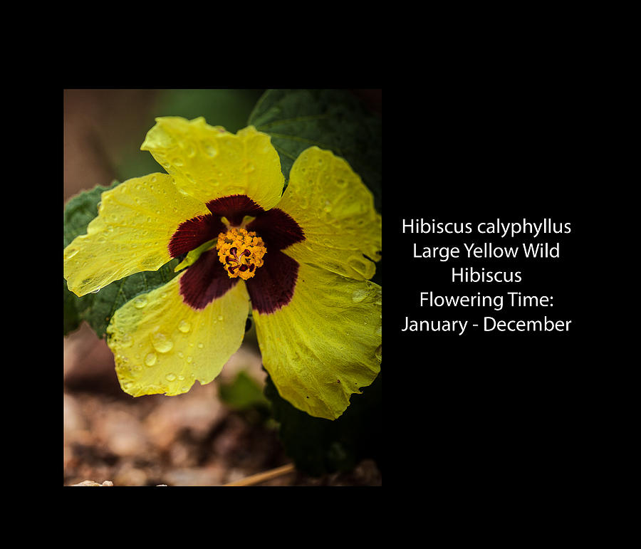 Large Yellow Wild Hibiscus Photograph