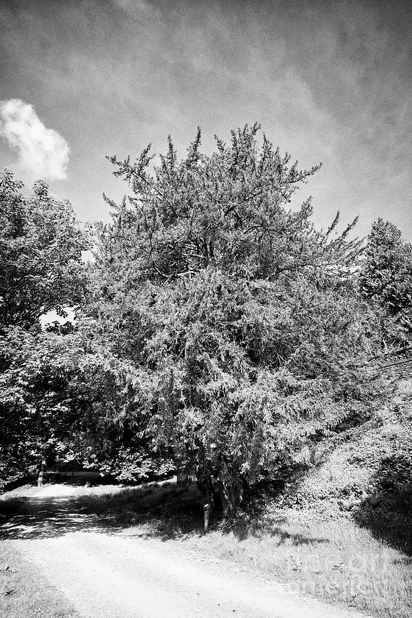 Large Yew Tree Taxus Baccata In The Lake District Cumbria England Uk ...