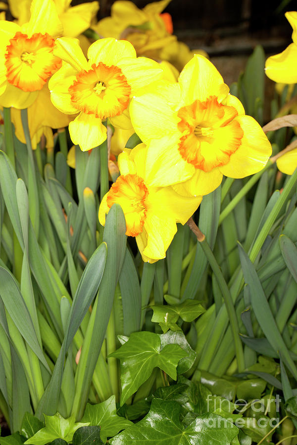 Larged-cupped Daffodil -Delebes- Narcissus Photograph by Anthony Totah