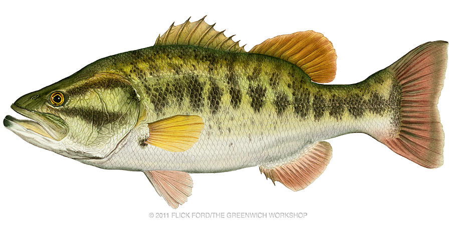 Largemouth Bass Painting by Flick Ford - Pixels