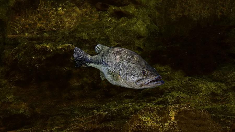Largemouth Bass Photograph by Joe Duket