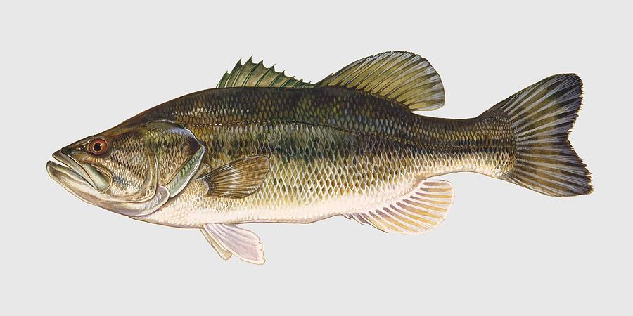 Largemouth Bass Mixed Media by Movie Poster Prints