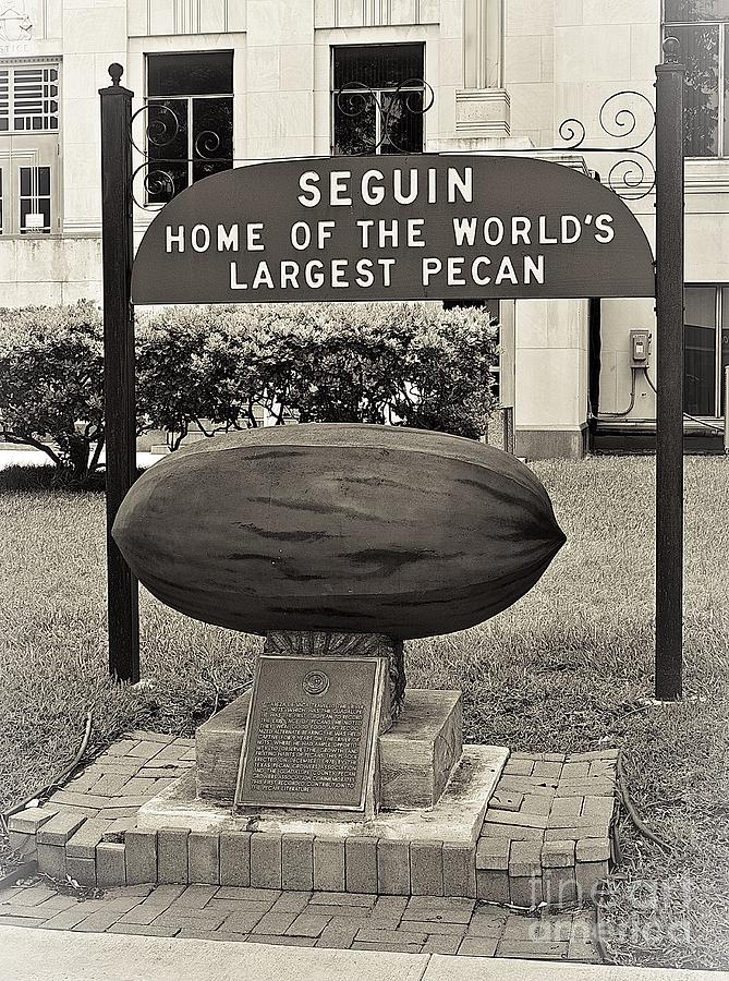 Architecture Photograph - Largest Pecan by Gary Richards