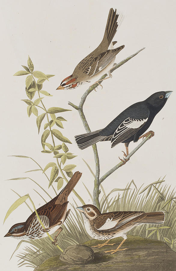John James Audubon Painting - Lark Finch Prairie Finch Brown Song Sparrow by John James Audubon