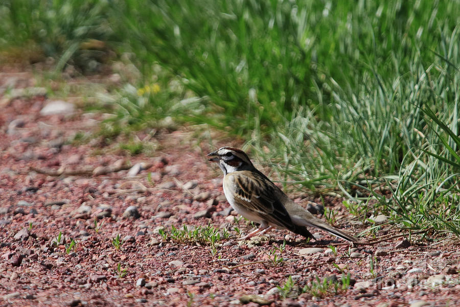Lark Sparrow Photograph by Alyce Taylor