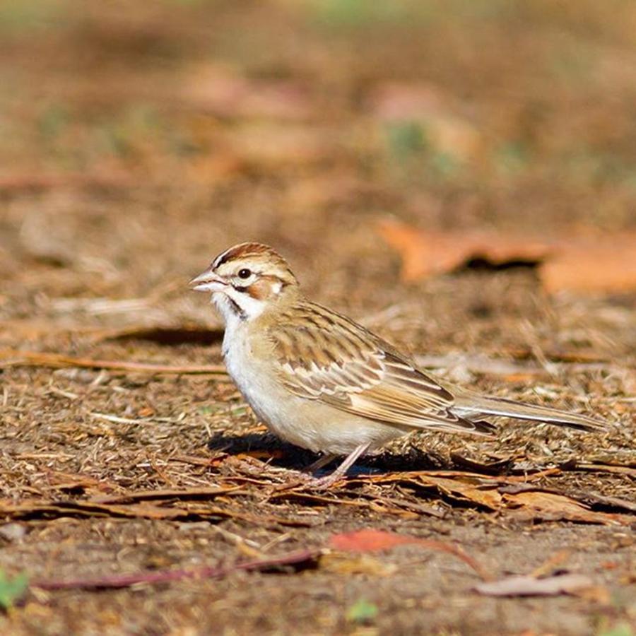 Lark Sparrow #birdextreme #birdfreaks Photograph by Nickolas Thurston