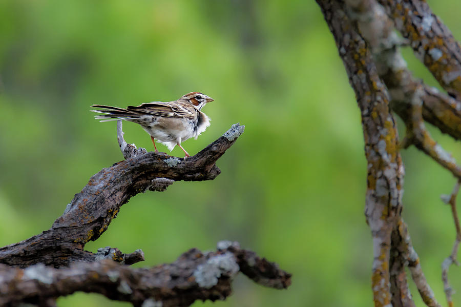 Lark Sparrow Photograph by Debra Martz