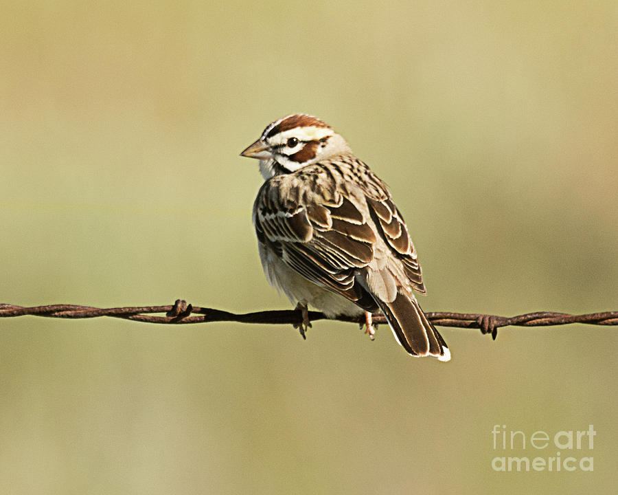 Lark Sparrow Photograph