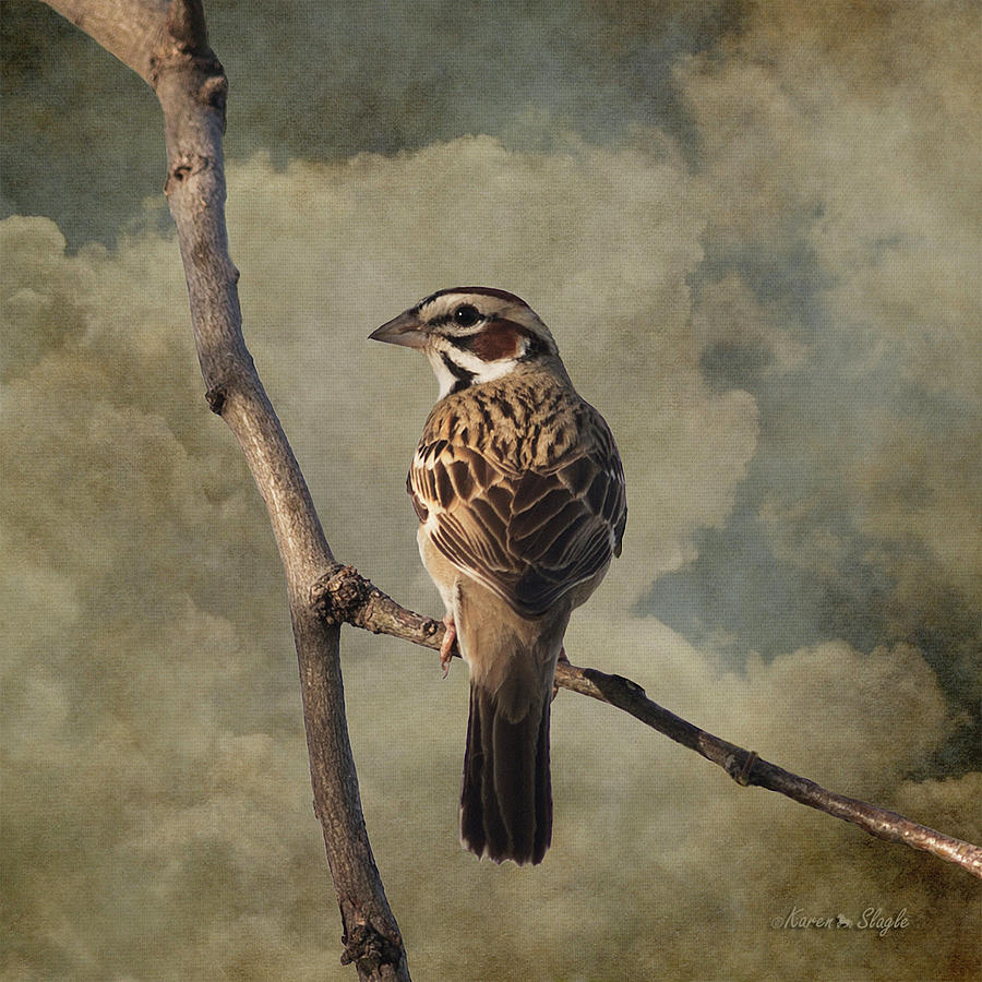 Lark Sparrow Photograph by Karen Slagle