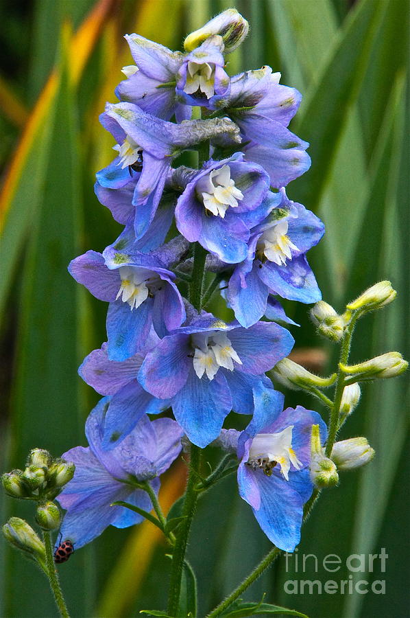 Larkspur and Lady Friend Photograph by Byron Varvarigos