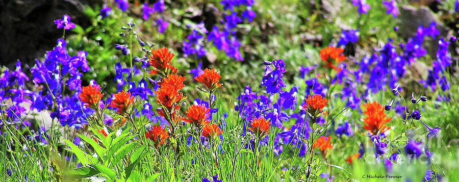 Larkspur and Paint Brush Photograph by Michele Penner