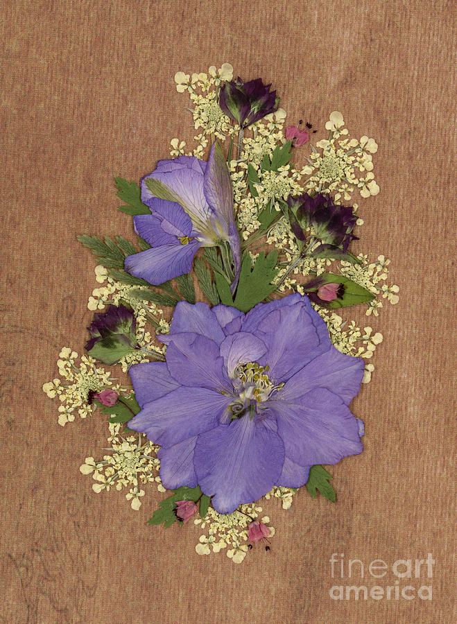 Larkspur and Queen-Ann's-Lace Pressed Flower Arrangement by Em Witherspoon Larkspur and Queen-Ann's-Lace Pressed Flower Arrangement by Em Witherspoon