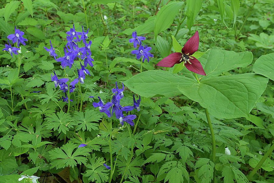Larkspur and Red Trillium Photograph by Alan Lenk