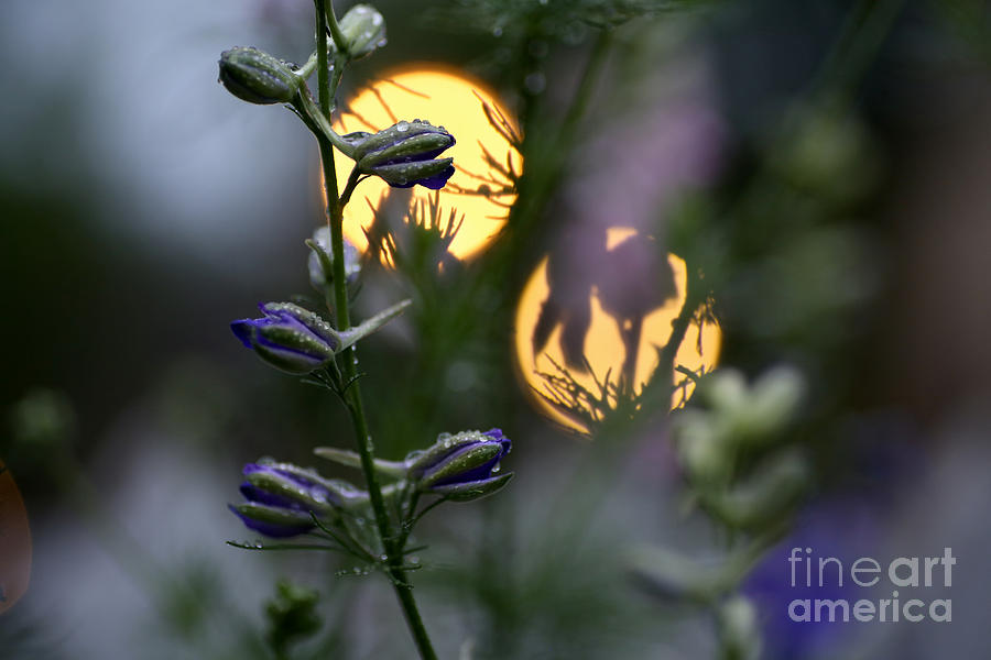 Larkspur Buds in May Photograph by Rachel Morrison