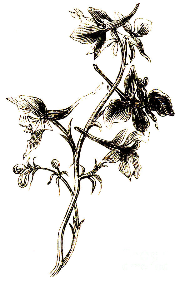 Black And White Drawing - Larkspur  by English School