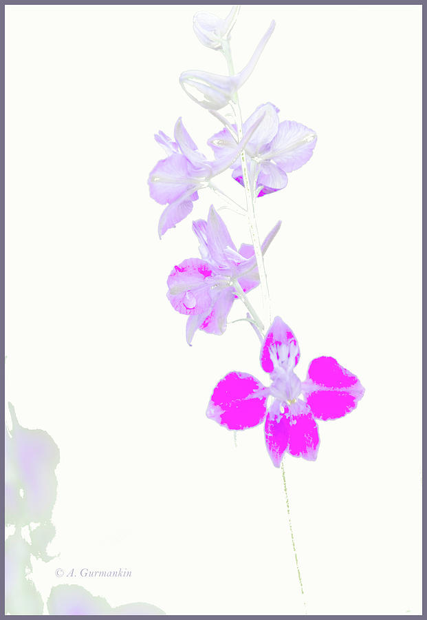 Larkspur Flowers Digital Art by A Macarthur Gurmankin