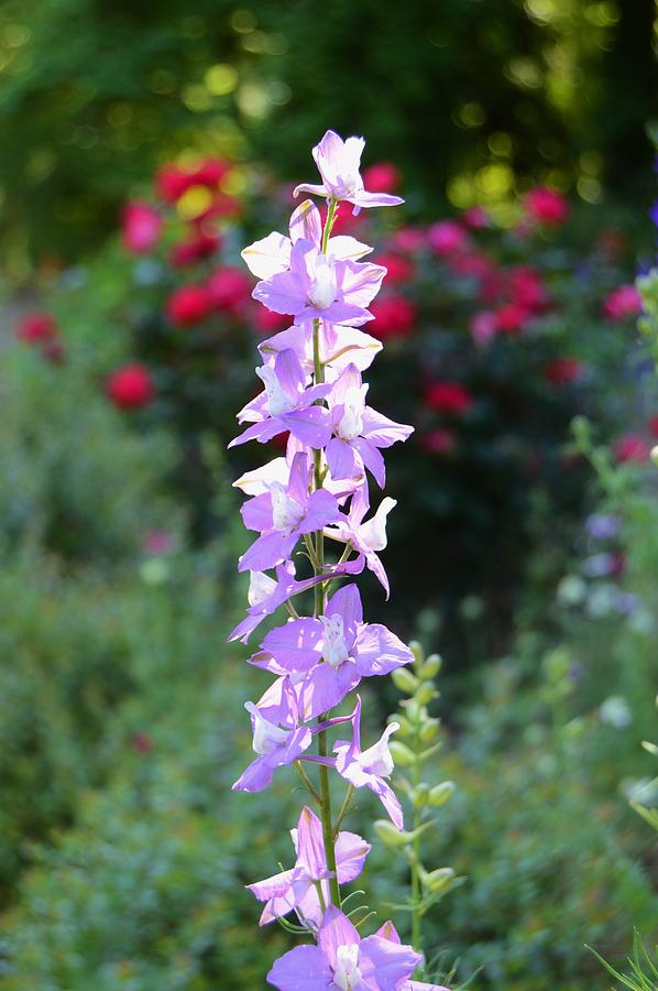 Larkspur In a Garden Photograph by Warren Thompson - Pixels