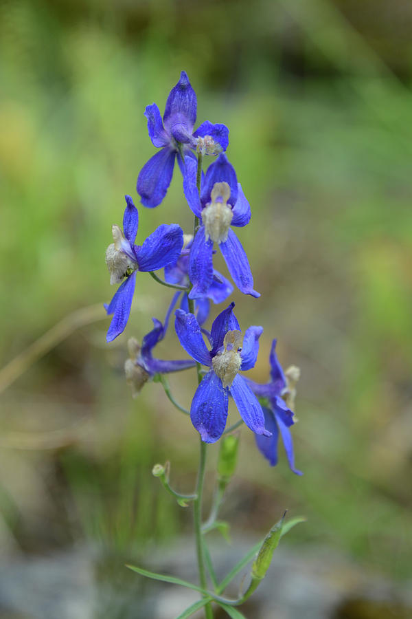 Larkspur Photograph by Whispering Peaks Photography