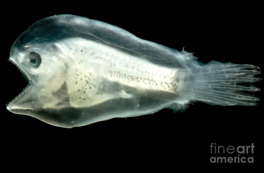Larval Anglerfish Photograph by Dant Fenolio