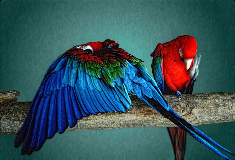 Bird Photograph - Las aves Pequenas by Paul Wear