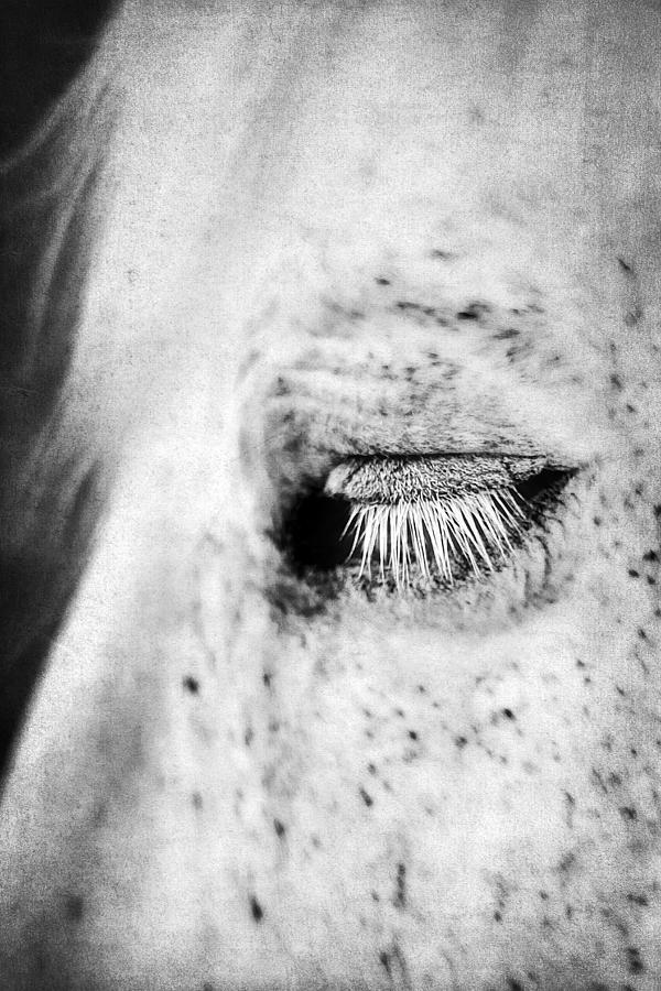 Lashes Photograph by Darren Fisher