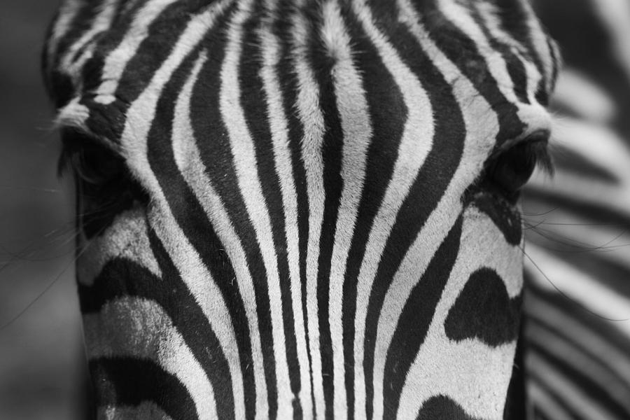 Zebra Lashes Photograph by Phil Cappiali Jr