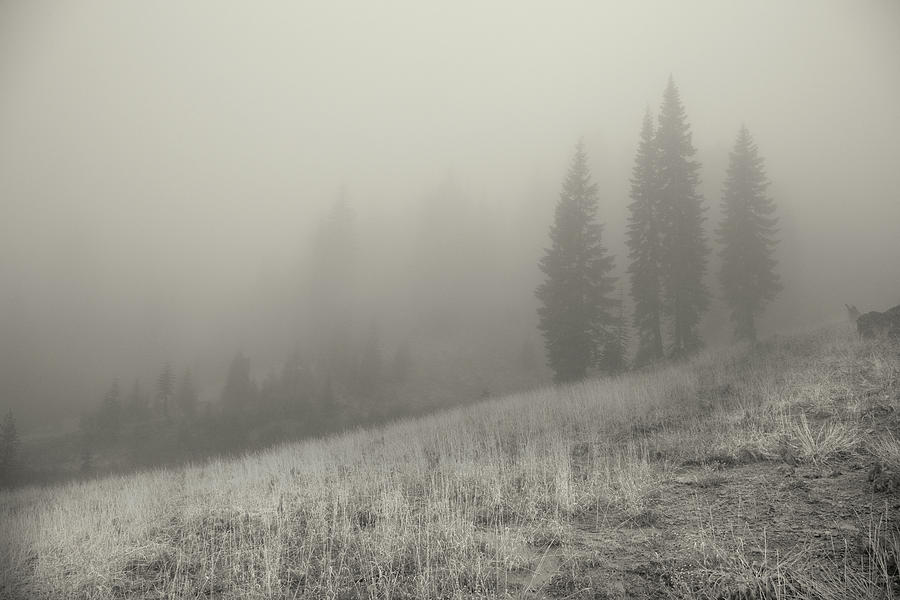 Lassen Solitude Photograph by Kunal Mehra