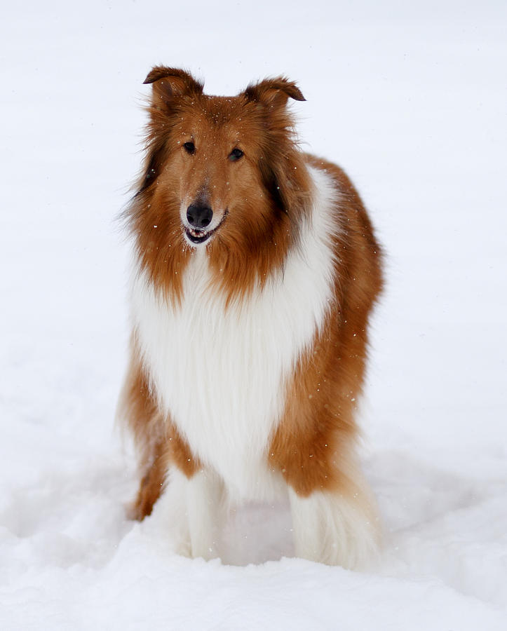 Winter Photograph - Lassie Enjoying the Snow by Shane Holsclaw