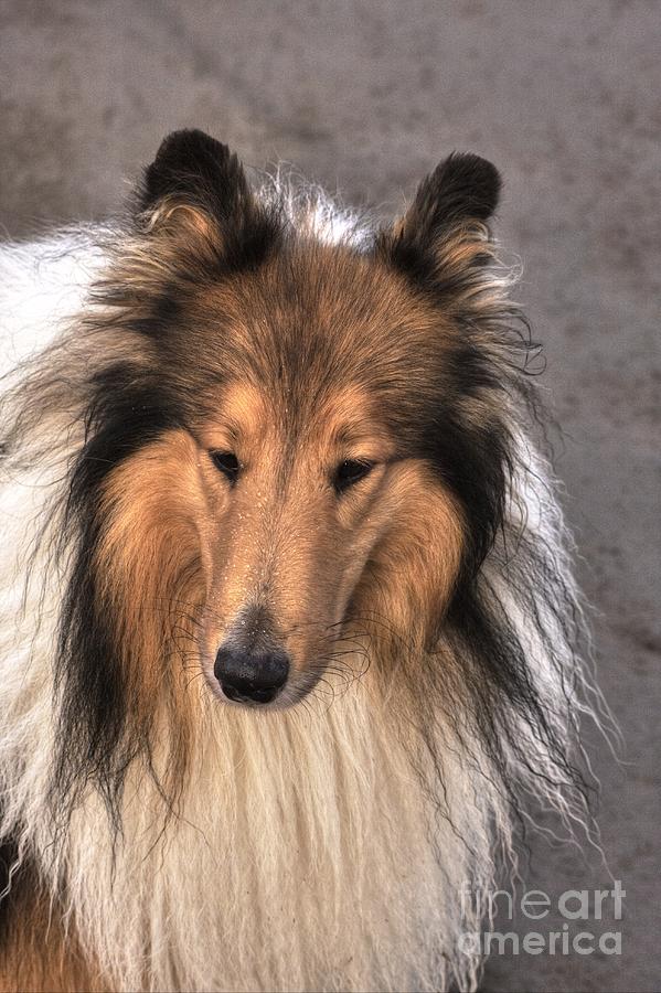 Lassie Photograph by Esko Lindell