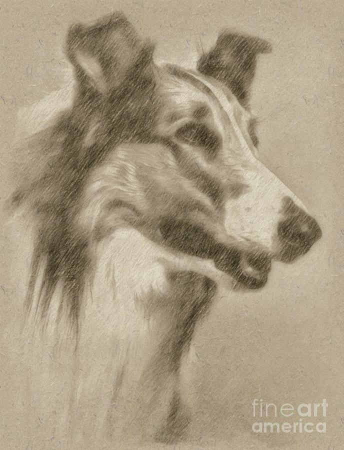 Lassie Drawing