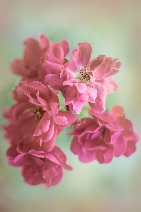 Rose Photograph - Last Autumn Blooms by Elvira Pinkhas