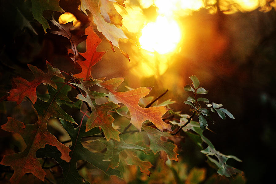 Last Autumn Light Photograph by Toni Hopper
