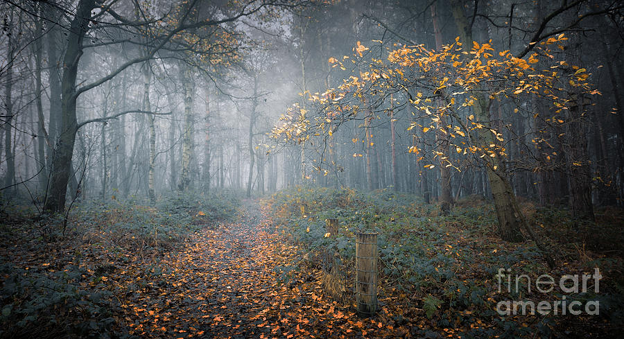 Last Autumn Tree Photograph by Svetlana Sewell